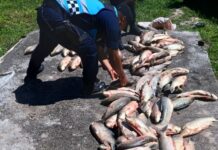 Dos hombres sorprendidos en la ruta con 160 sábalos y una red en la ruta 68 en Viñaco