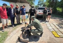 Embarcación: Una pareja viajaba con sus dos hijos en una Toyota con 65 kilos de cocaína