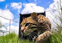Desde Jujuy trasladaron a Messi, el ocelote que llegó al Parque Iberá