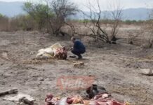 Piden juicio para un hombre por faena clandestina en Rosario de Lerma