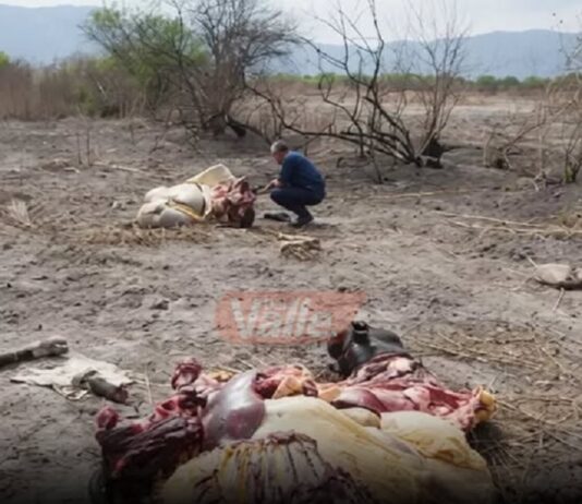 Piden juicio para un hombre por faena clandestina en Rosario de Lerma