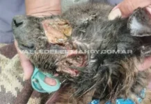 Imputaron a una mujer por maltrato animal al abandonar a su perro con desnutrición y una infección severa