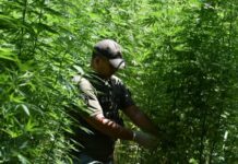 Santiagueño tenía su propia producción con 1.210 plantas de marihuana y un sofisticado sistema