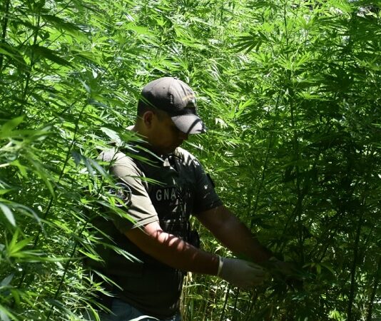 Santiagueño tenía su propia producción con 1.210 plantas de marihuana y un sofisticado sistema