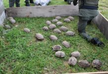 Gendarmes le secuestran a un camionero tucumano 150 tortugas y 100 loros.