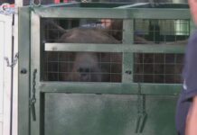 Trasladan a Europa a dos osos y una tigresa que estaban en cautiverio en el zoológico de Luján
