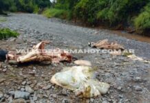 Cuatreros faenan vacas preñadas en un campo que sufrió el tercer robo en 20 días en Rosario de Lerma