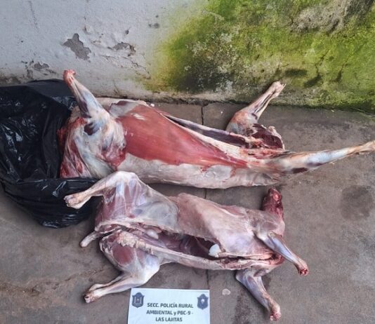 Secuestran 80 kilos de cordero transportados en la caja de una camioneta