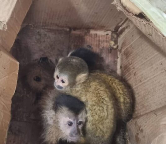 Boliviano cruzo el Bermejo en Aguas Blancas llevando 5 monos “Titi” en una caja