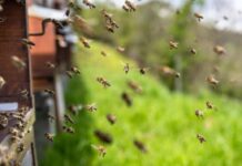 Un enjambre de abejas atacó a una familia en Orán: 2 internados y murieron el perro y el gato