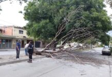 La tormenta con fuertes vientos tiro árboles, postes y provocó voladura de techos