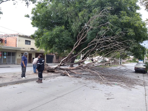arbol caido