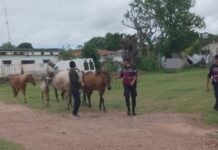 Dueños de caballos sueltos golpearon a un subcomisario para impedir que les secuestren los animales
