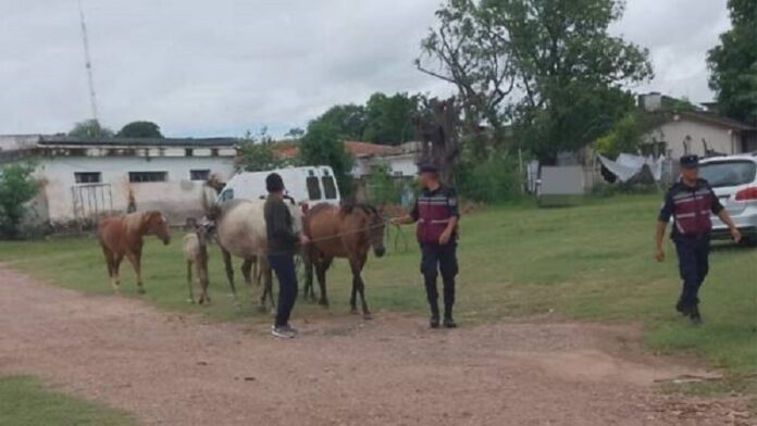 caballos sueltos1