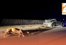 Otra vez un caballo suelto provoca un accidente en la ruta 34 en Pichanal