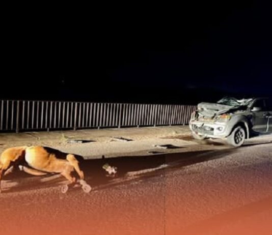 Otra vez un caballo suelto provoca un accidente en la ruta 34 en Pichanal