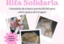 Colecta solidaria para salvar a su perrita tras un grave accidente: veterinario le cobra $ 810.000
