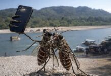 Confirman 51 casos de fiebre chikungunya en la provincia