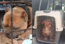 Rescatan 12 perros en 2 allanamientos por maltrato y crueldad animal