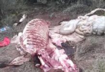 Situación preocupante en Mosconi: habrían faenado un caballo y bromatología inspecciona carnicerías