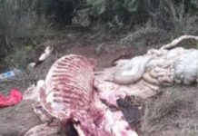 Situación preocupante en Mosconi: habrían faenado un caballo y bromatología inspecciona carnicerías