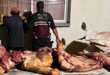 Detienen a un delincuente que robo y faenó una vaca en Morillo