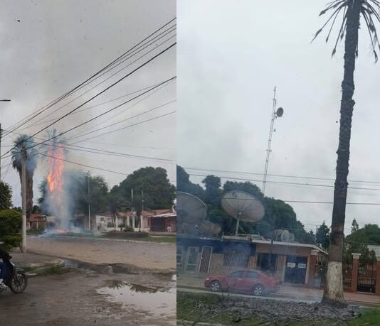 Prendieron fuego una palmera en plena avenida de Hipólito Yrigoyen