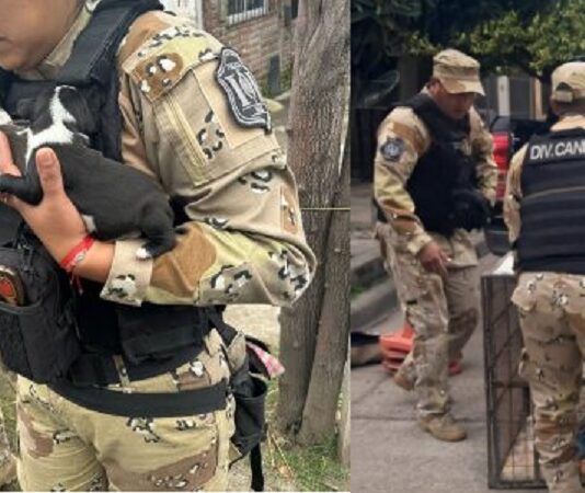 Rescatan en Barrio Mosconi a 10 perros Pitbull por maltrato animal