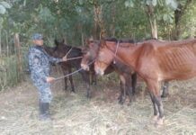 Incautaron en las últimas horas 24 caballos sueltos en distintos lugares de Salta