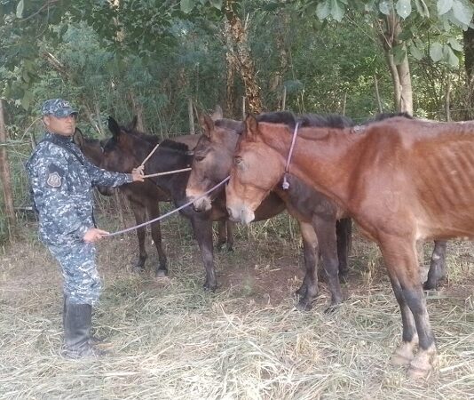 Incautaron en las últimas horas 24 caballos sueltos en distintos lugares de Salta
