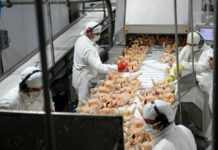 La avícola Granja Tres Arroyos enfrenta un complejo panorama financiero y los empleados iniciaron un paro