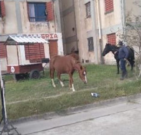 caballos en limache