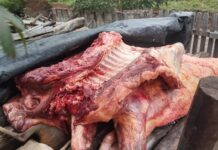 Secuestran en Tartagal 186 kilos de carne transportadas en la caja de una camioneta