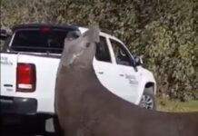 Sorpresa en Ensenada: un elefante marino cortó el tránsito en plena avenida