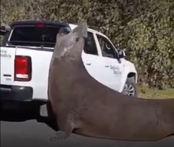 elefante marino en ensenada
