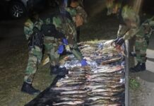 Secuestran una lancha, redes y 61 bagres y sábalos en Aunor
