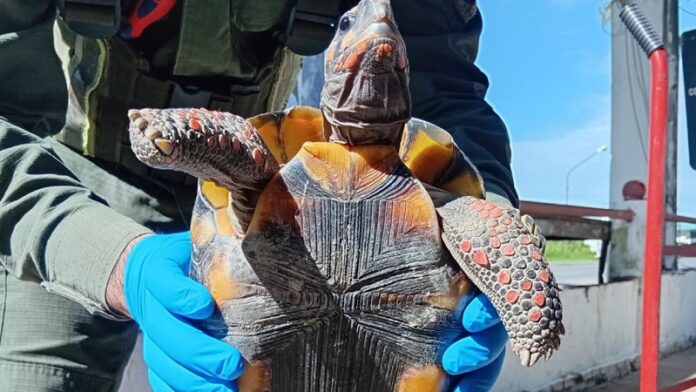 tortuga de patas rojas