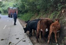 La Policía capturo 10 vacas que deambulaban por la ruta en la Caldera