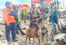 Quién es Bart, el perro argentino que ayudó a rescatar a dos menores de entre los escombros en Venezuela