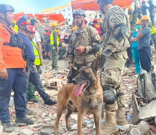 Quién es Bart, el perro argentino que ayudó a rescatar a dos menores de entre los escombros en Venezuela