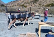A lomo de mula y tras siete horas de viaje: lograron equipar un puesto sanitario en la alta montaña salteña