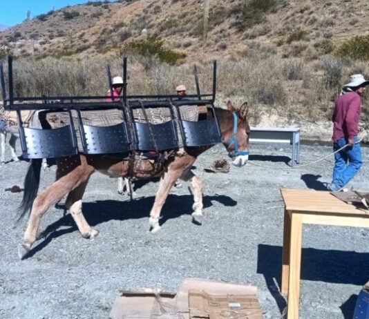 A lomo de mula y tras siete horas de viaje: lograron equipar un puesto sanitario en la alta montaña salteña