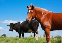 Prisión preventiva en Orán para un sujeto por robar un ternero, una tambera, un toro y un caballo