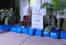 Secuestran en Santiago del Estero 768 kilos de hojas en un tour de compras que salió de Orán