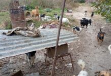 Investigan la muerte de cinco cachorros hallados en un basural: demoraron a un hombre de 70 años en R° de Lerma