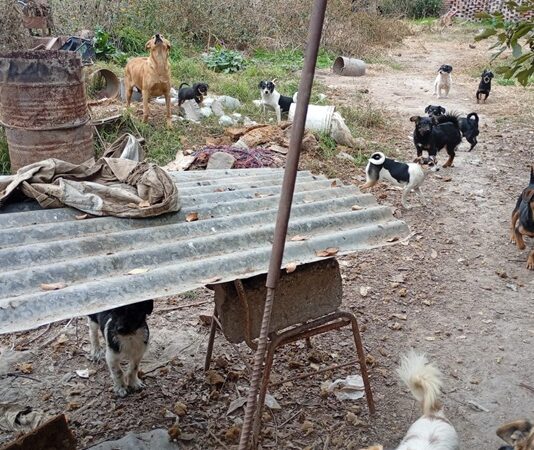 Investigan la muerte de cinco cachorros hallados en un basural: demoraron a un hombre de 70 años en R° de Lerma