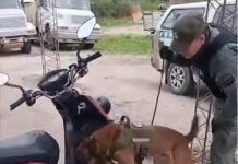 Golpe al narcotráfico en la Ruta 34: el perro “Apache” detectó 10 kilos de cocaína ocultos en una motocicleta