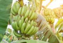 Alerta en el Norte: El Senado salteño exige frenar medidas que ponen en riesgo la producción bananera local