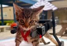 El gato que no podía caminar recibió una silla de ruedas impresa en 3D tras volverse viral