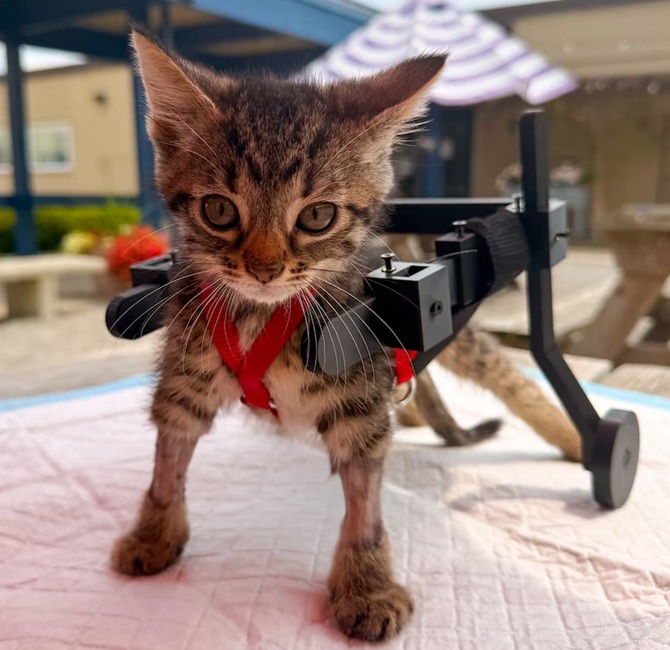 gato con silla de ruedas